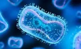 monkey fever monkey fever