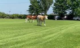 West Indies League cricket match cancelled due to cows damaging field West Indies League cricket match cancelled due to cows damaging field