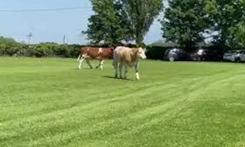 West Indies League cricket match cancelled due to cows damaging field