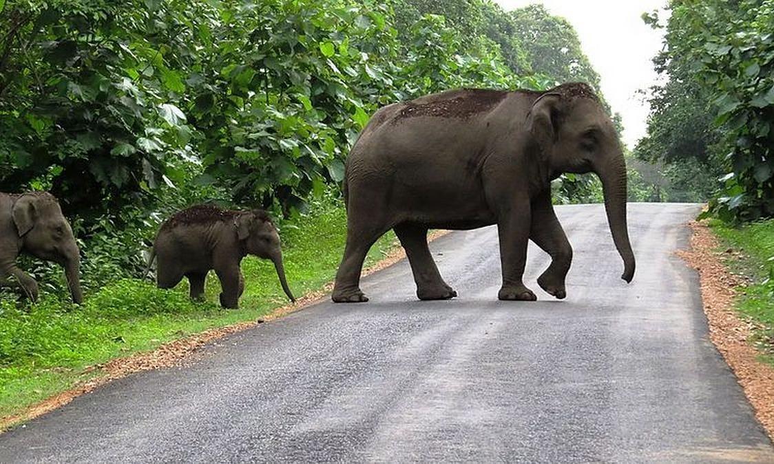 Kerala urges Centre to amend Wildlife Protection Act amid surging wild animal attacks