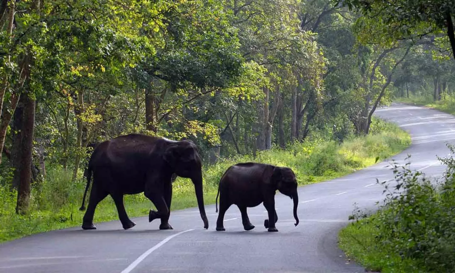 Wild animal scare: Wayanad indefinitely closes tourist centres
