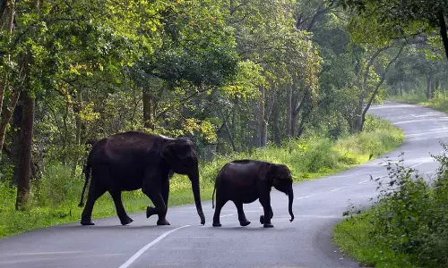 Wild animal scare: Wayanad indefinitely closes tourist centres