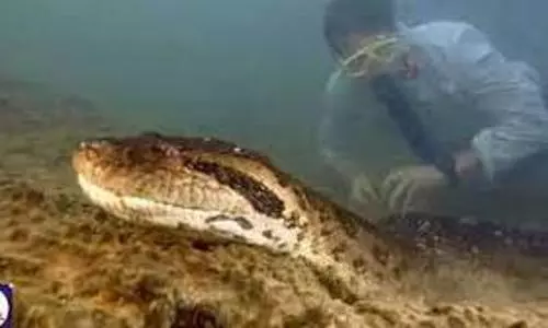 Anaconda