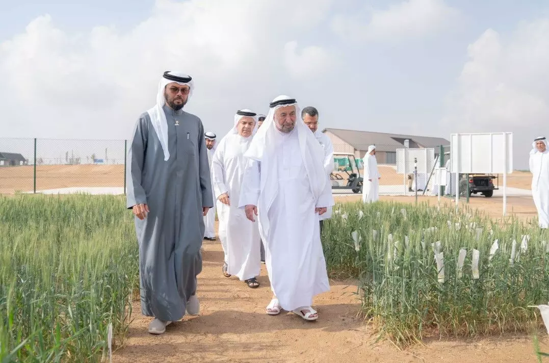 Sharjah Ruler inaugurates wheat farms second harvesting season in Mleiha
