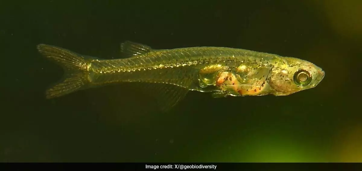 Scientists discover tiny fish that produces sound loud like gunshot