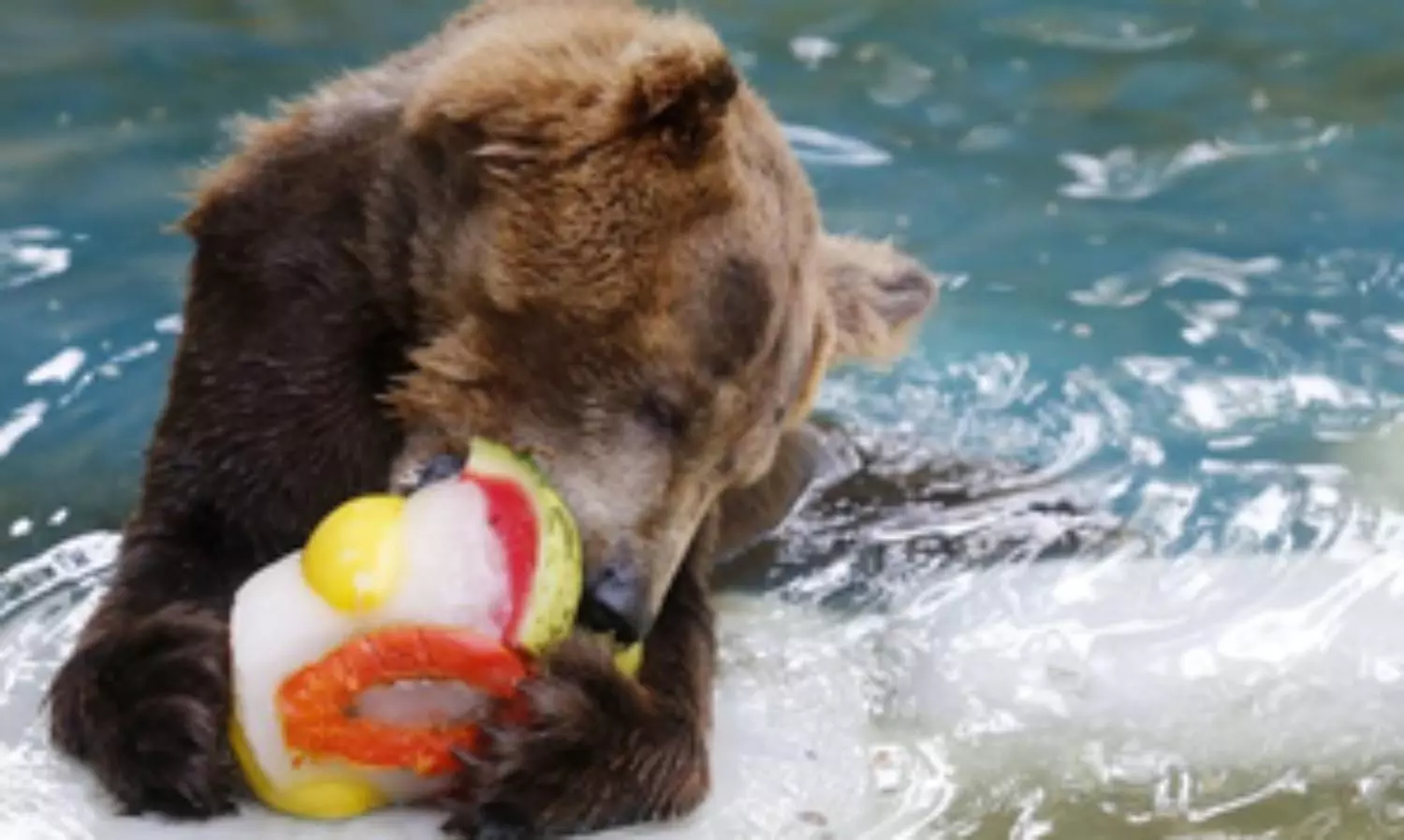 Extreme heat forces menu change in Thiruvananthapuram Zoo