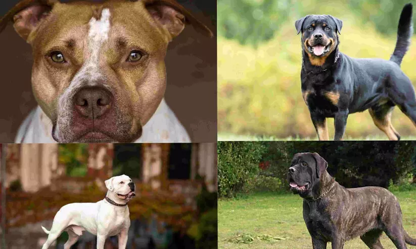 Centre directs states to ban sale, breeding, import of ferocious dogs, including Pitbull