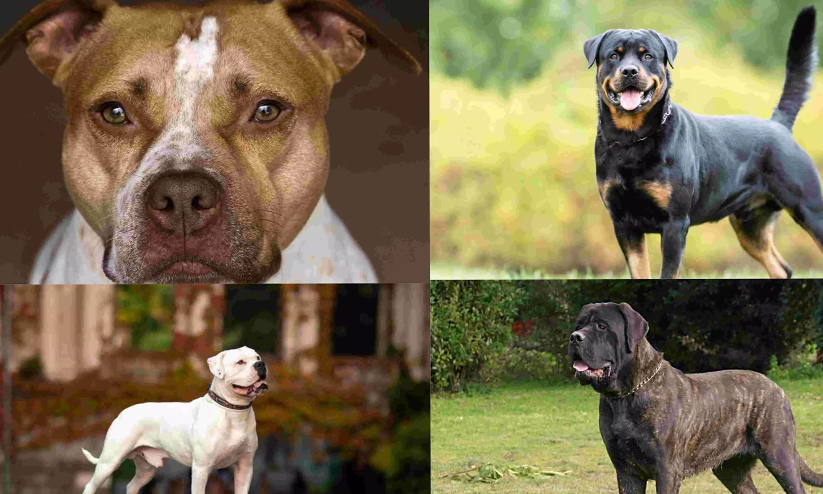Centre directs states to ban sale, breeding, import of ferocious dogs, including Pitbull Centre directs states to ban sale, breeding, import of ferocious dogs, including Pitbull