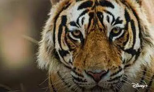 tiger film