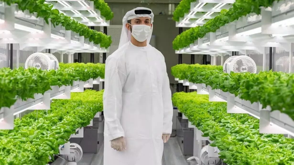 “Green dreams”, UAE innovators boost futuristic solutions for food and water safety