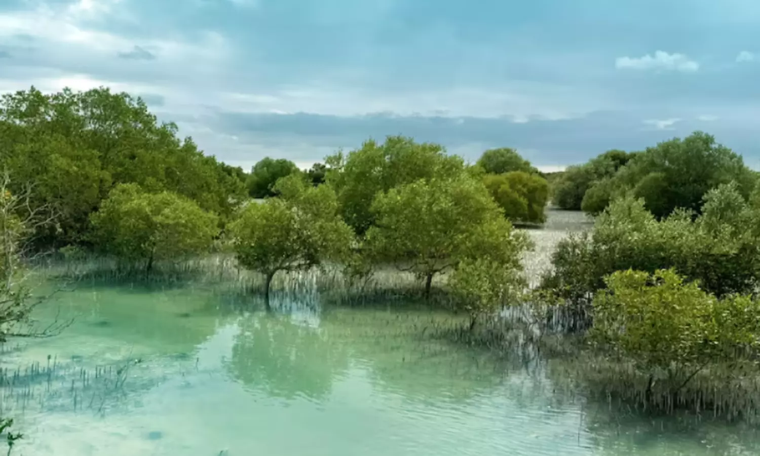 UAE green efforts, 850,000 mangroves planted across Abu Dhabi coastlines