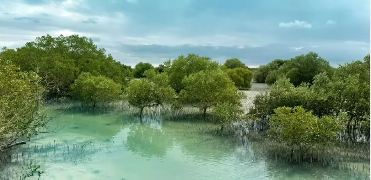 UAE green efforts, 850,000 mangroves planted across Abu Dhabi coastlines