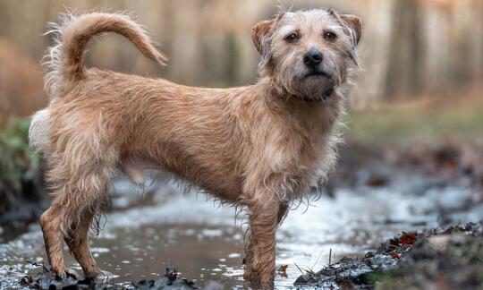 Missing dog in US travels 2000 miles away from home, finally found