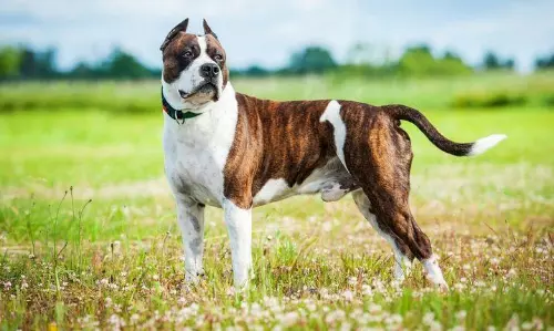 Karnataka HC strikes down Centre’s circular banning ‘dangerous’ dogs