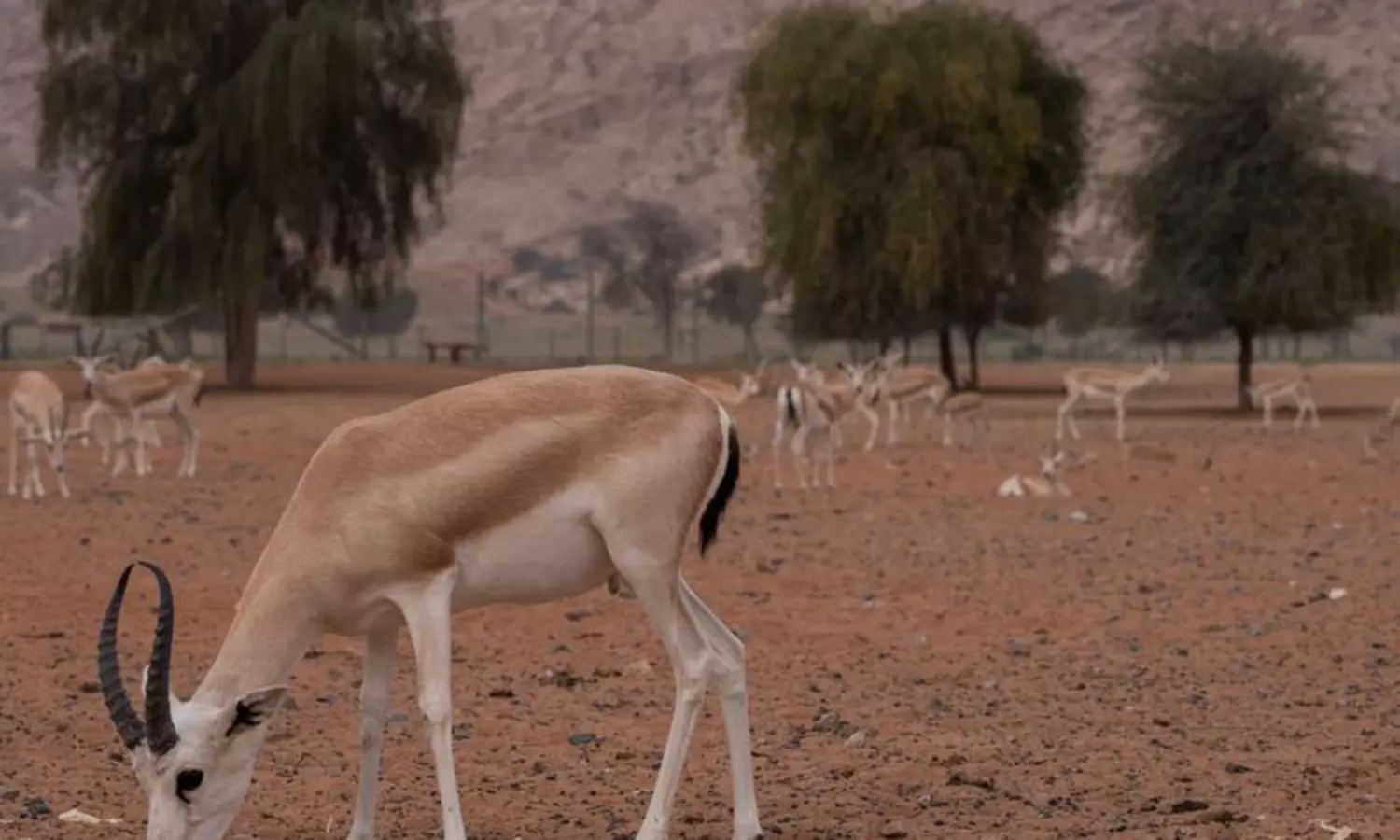 Sharjahs Mleiha National Park promises sustainable heritage, preserving 2000 yr history