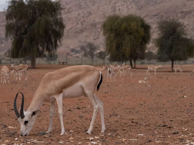 Sharjahs Mleiha National Park promises sustainable heritage, preserving 2000 yr history