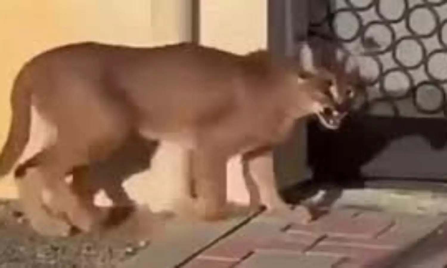 UAE: Authorities capture wild cat roaming Fujairah