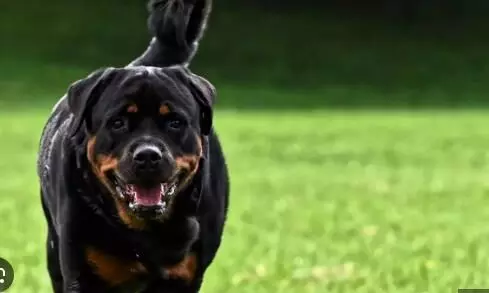 Two Rottweiler dogs attack girl in Chennai: Corporation set rules for pet dog