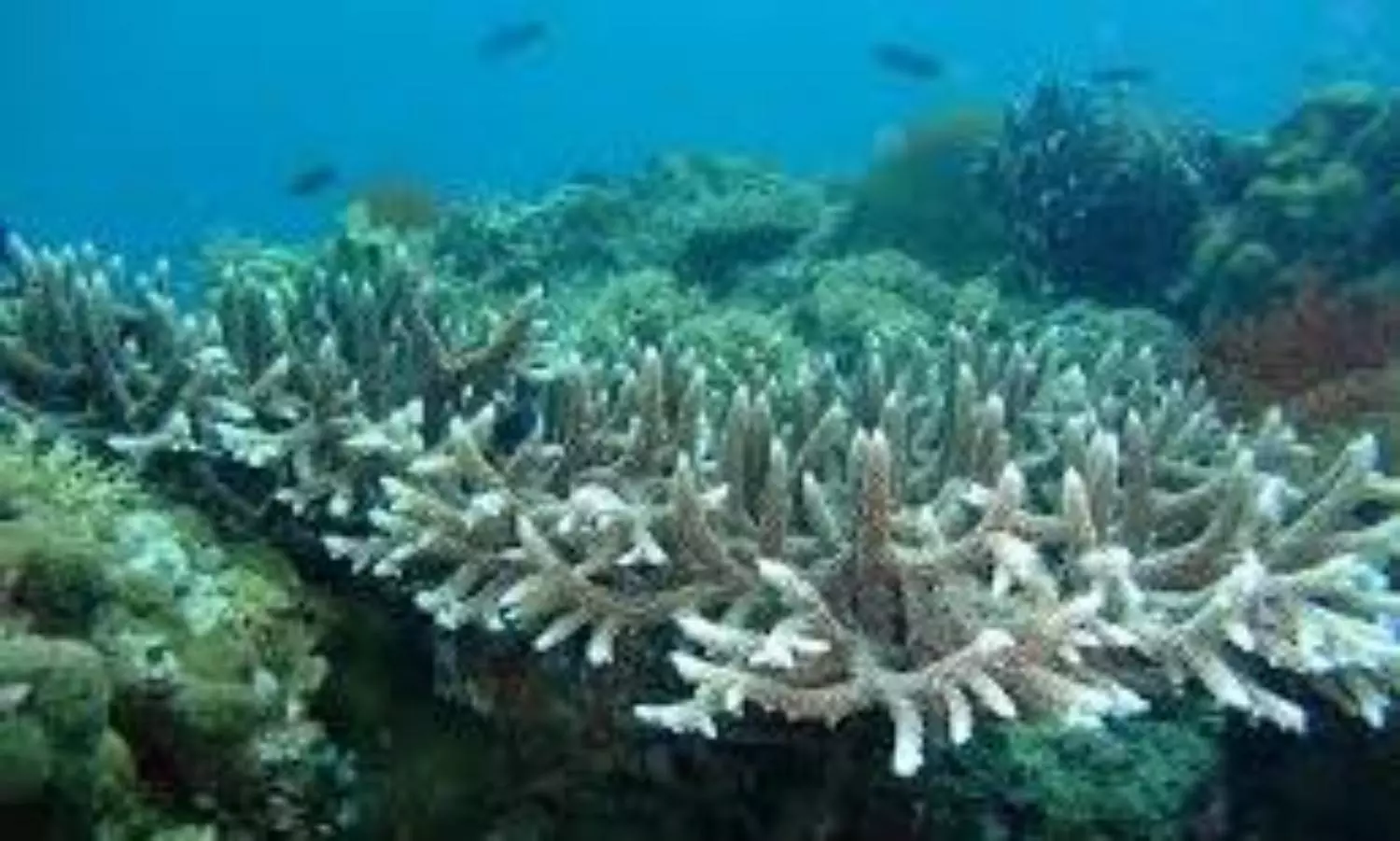 coral bleaching