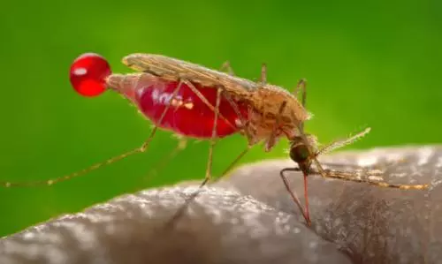 UAE Embassy alerts citizens to cholera and malaria risk in Comoros