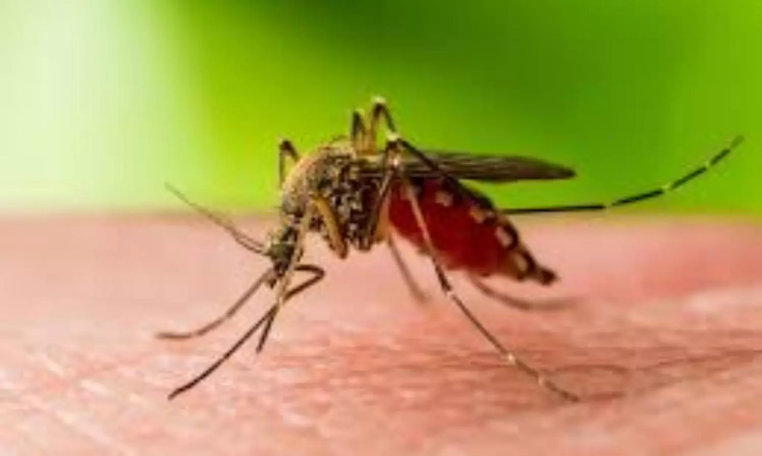 TN to conduct vigilant screening to tackle West Nile Virus threat