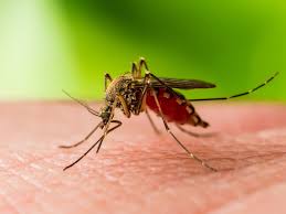 TN to conduct vigilant screening to tackle West Nile Virus threat