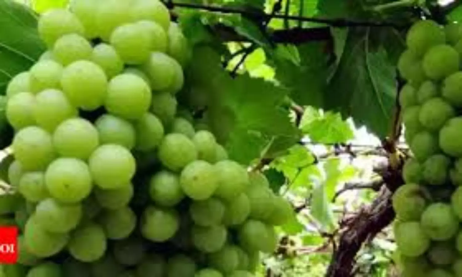 Grape farmers are grappling with losses as temperatures soar