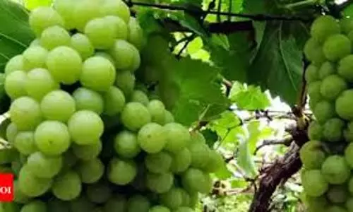 Grape farmers are grappling with losses as temperatures soar