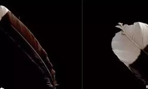 Extinct New Zealand bird’s feather sold ‘more valuable than gold’ at auction