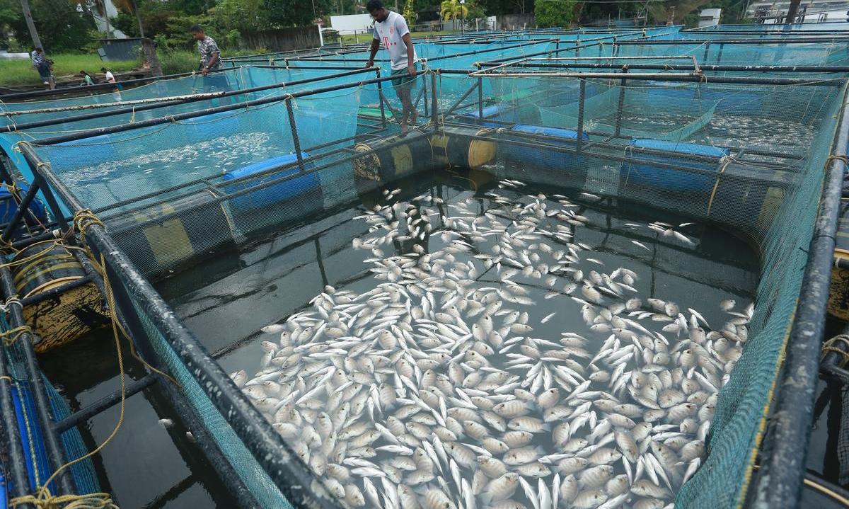 Mass fish death in Periyar River triggers protest over effluents