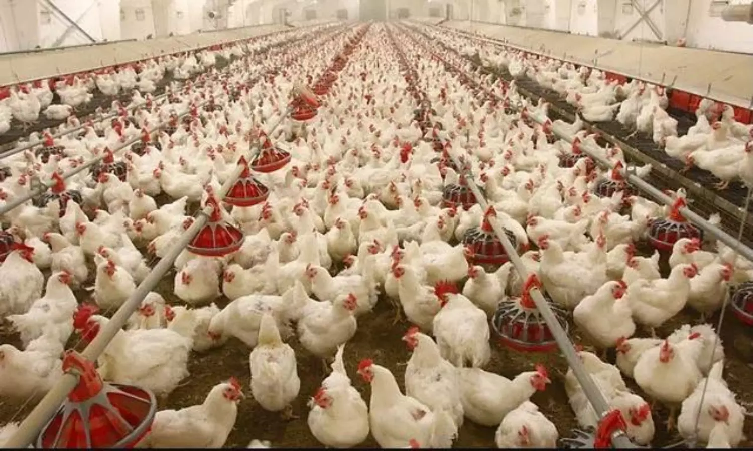 Avian Influenza: Centre issues states advisory demanding alertness