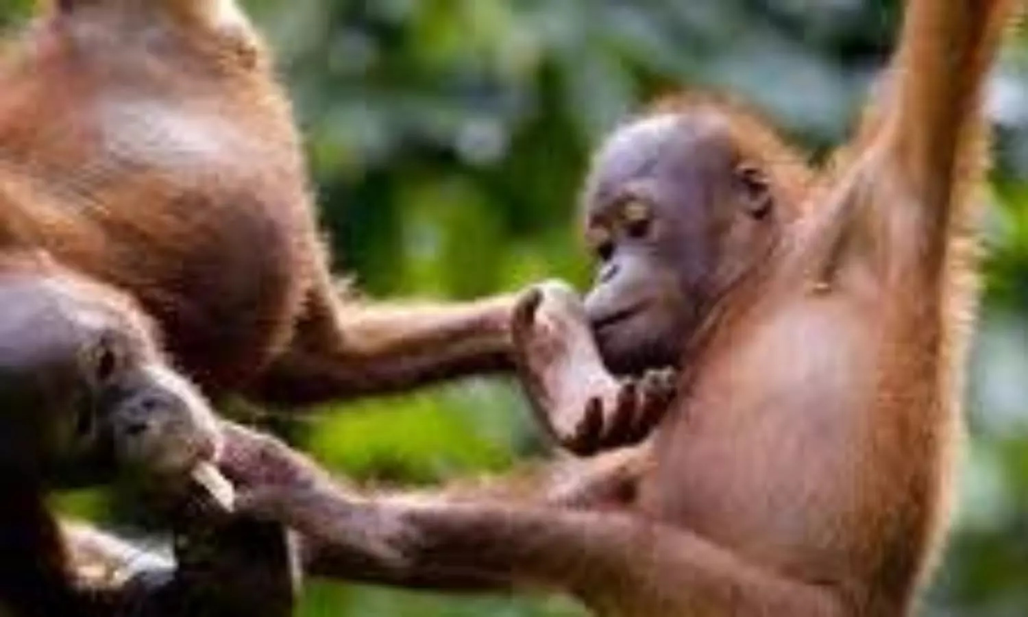 Smallest known great ape that existed 11 million years ago found in Germany