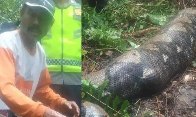 Missing Indonesian woman was found inside a python 3 days later