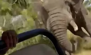 Elephant kills a US tourist pulling her out of vehicle in Zambia