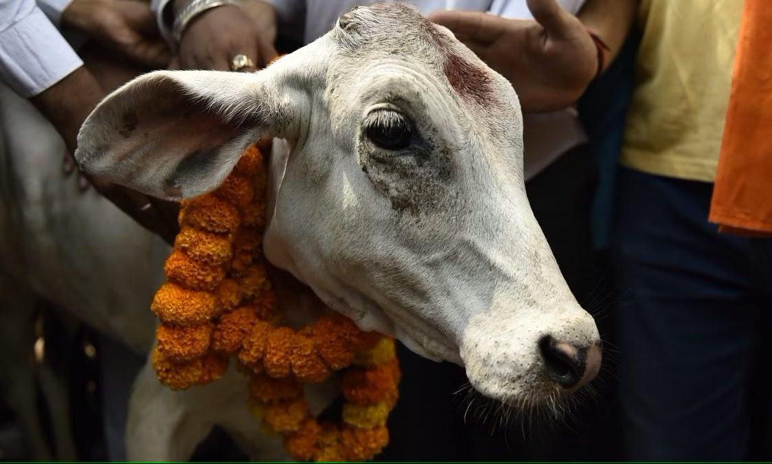 BJP Govt in MP again razes houses of Muslim men over cow slaughter allegation