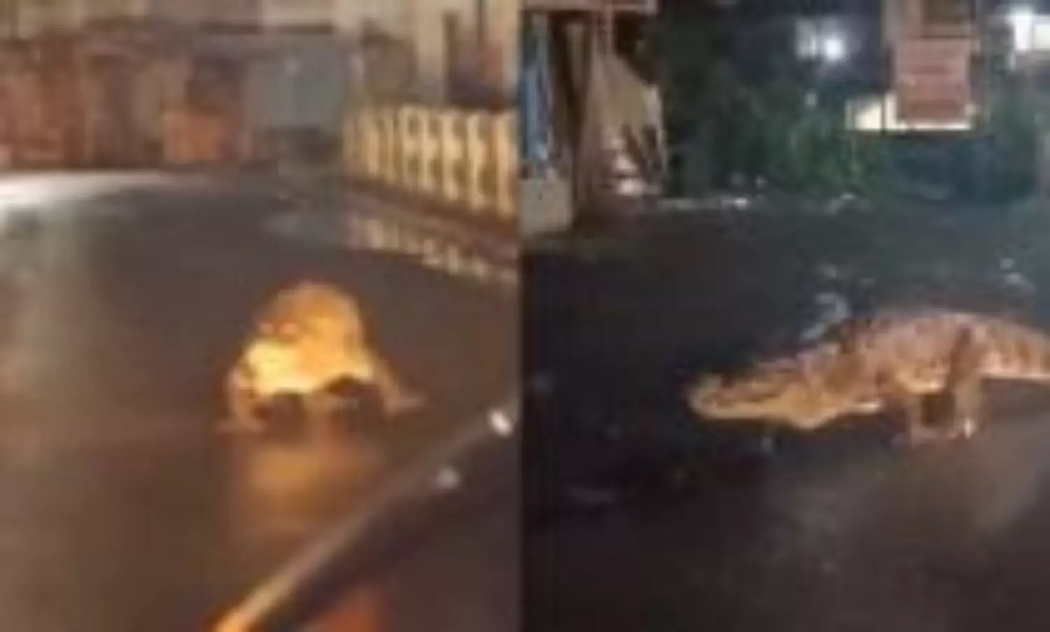 Huge crocodile crawling on a Maharashtra street after heavy rains