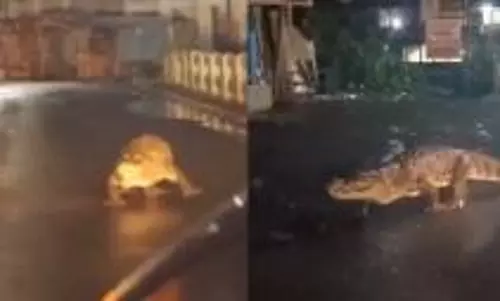 Huge crocodile crawling on a Maharashtra street after heavy rains