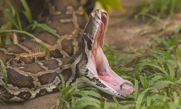 Python swallows another woman in Indonesia in a month, husband finds slippers