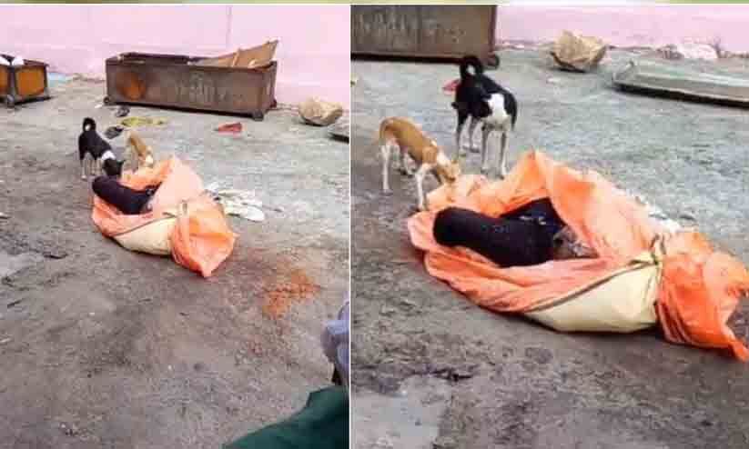 Shocking! Stray dogs feast on dead bodies in UP postmortem house