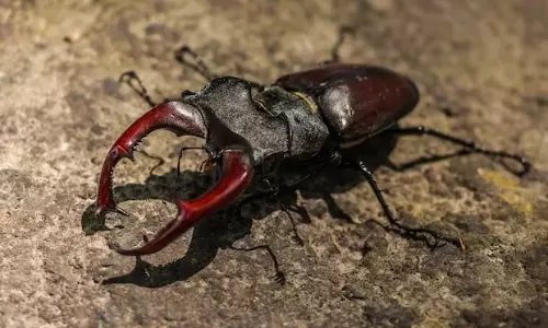 Worlds most expensive insect costs as much as top luxury car: report