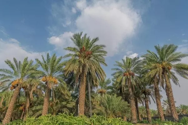 Saudi Arabia plants over 1.2 million trees and shrubs in royal reserves