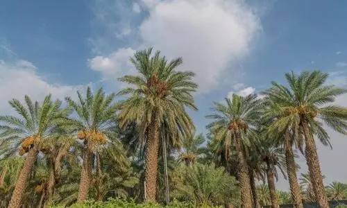 Saudi Arabia plants over 1.2 million trees and shrubs in royal reserves