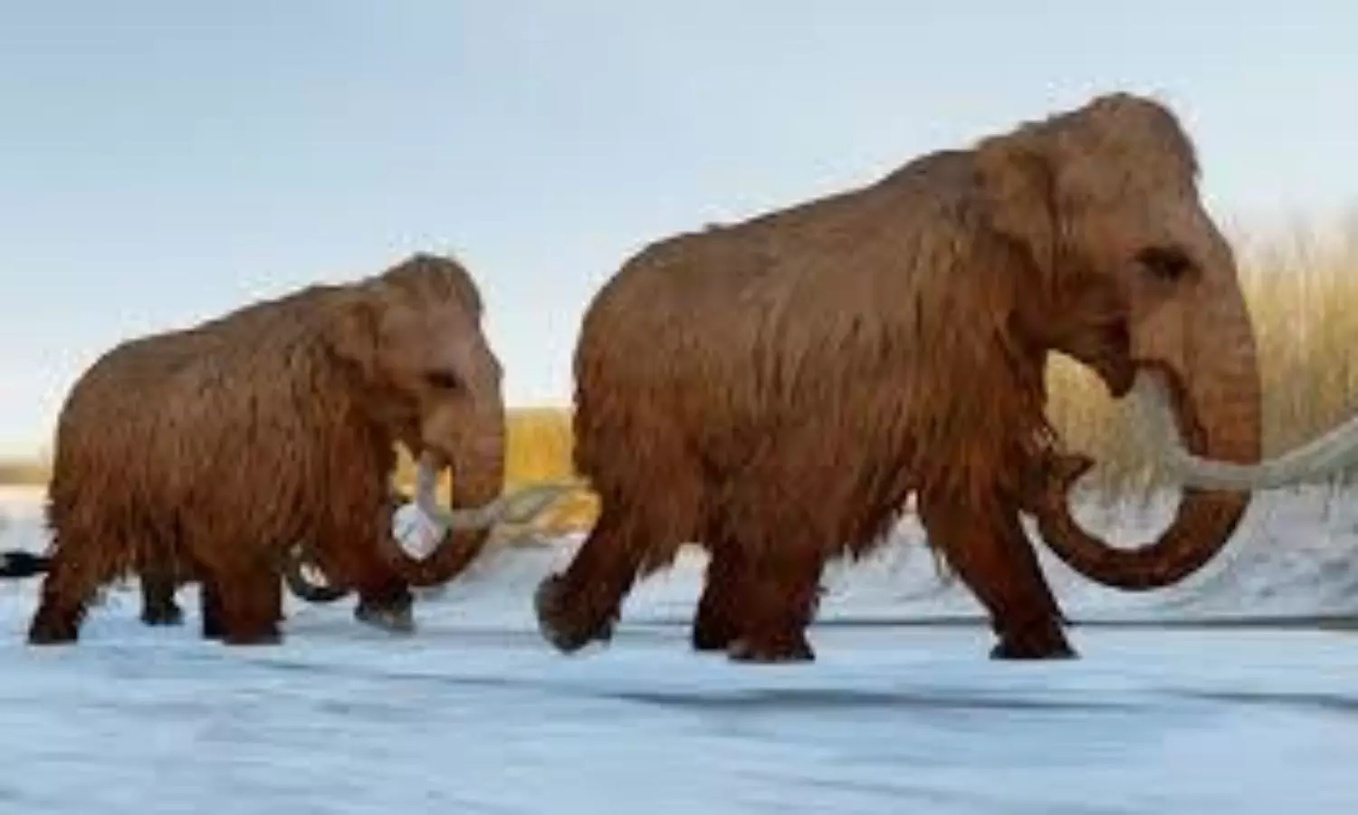 Woolly mammoth