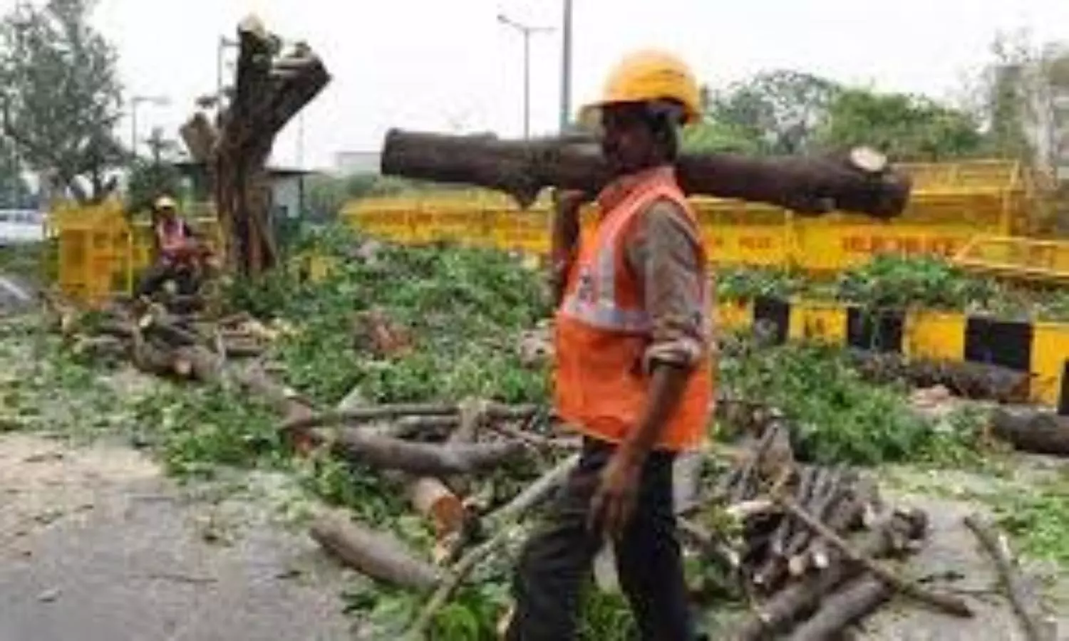 tree cutting delhi