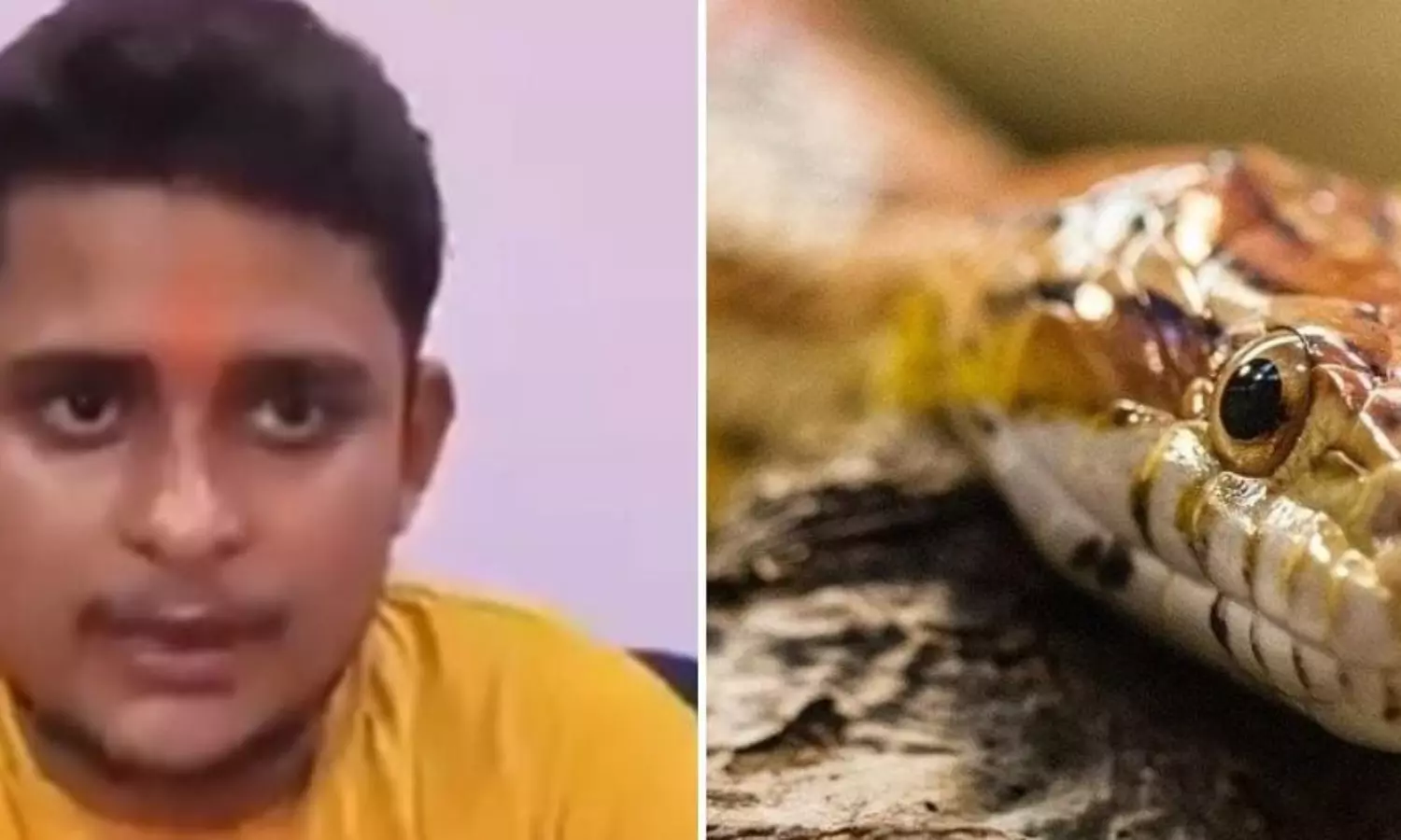 24-year-old in Fathepur bitten by snake for 7th time in 40 days