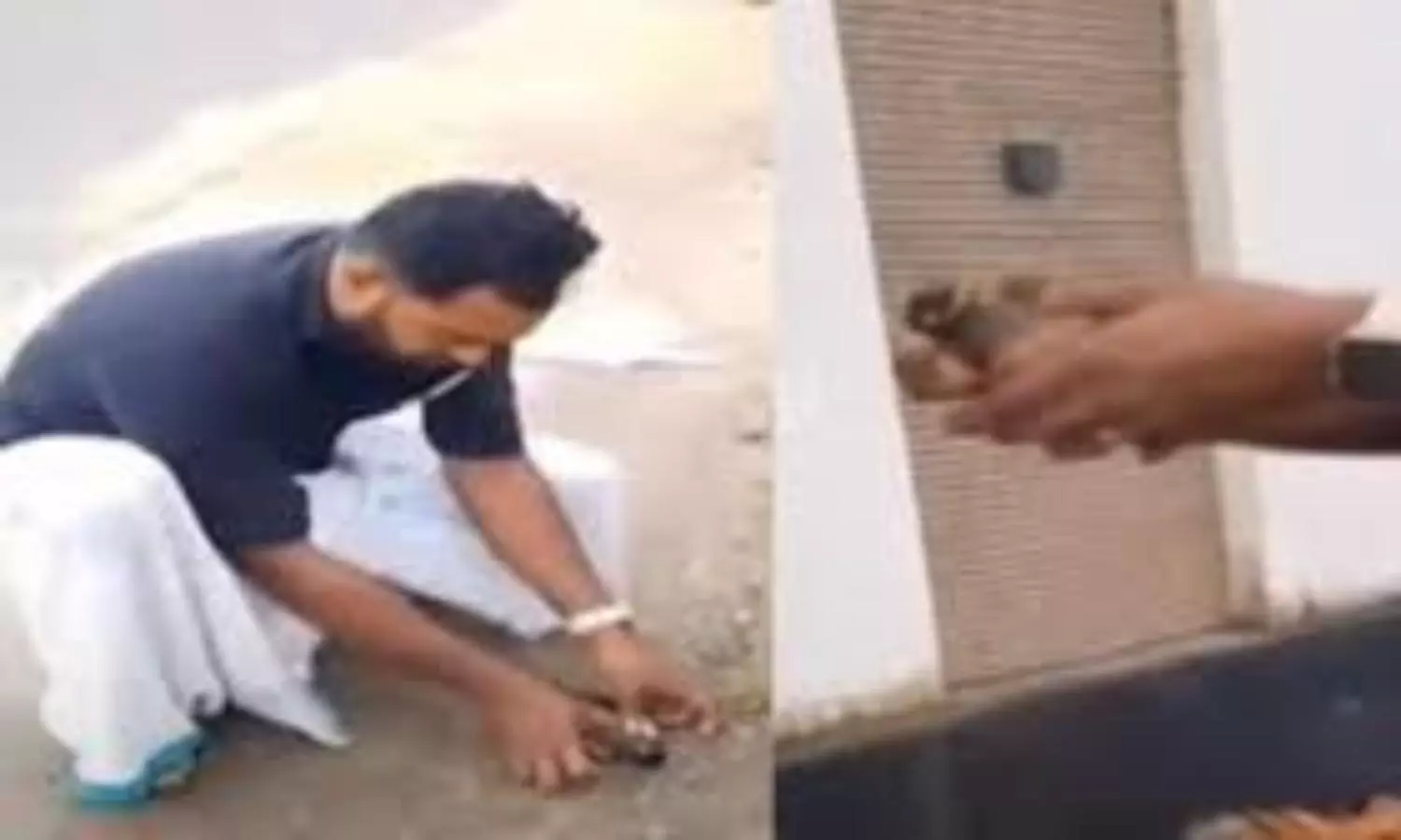 Kerala man revives myna with CPR, video goes viral