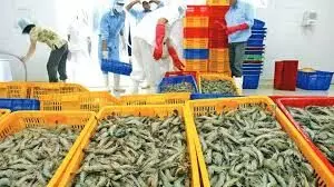 Kerala Govt. to address impact of US shrimp export ban with fishermen