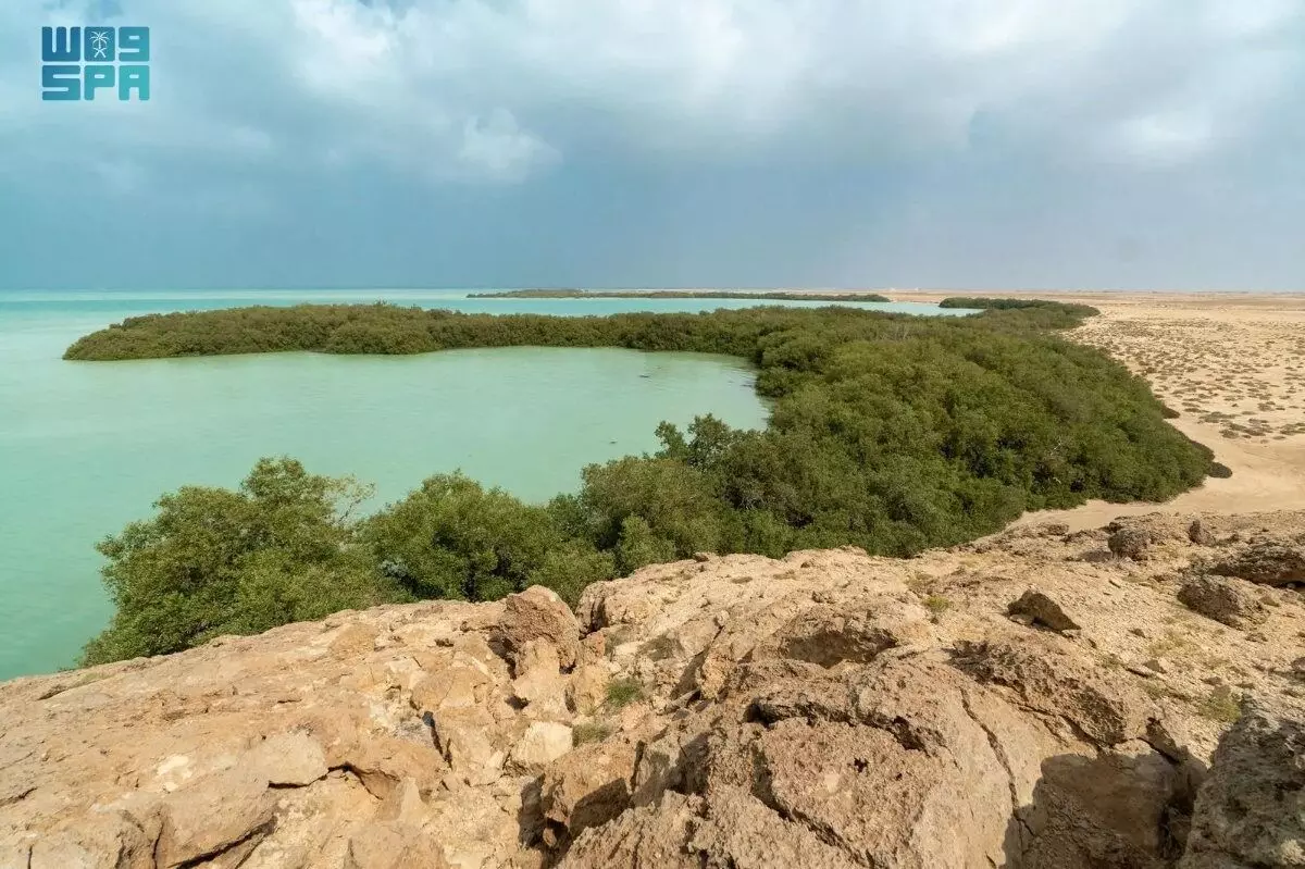 Saudi Arabias Coastal mangrove-growing program on success track