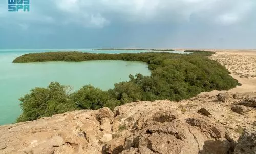 Saudi Arabias Coastal mangrove-growing program on success track