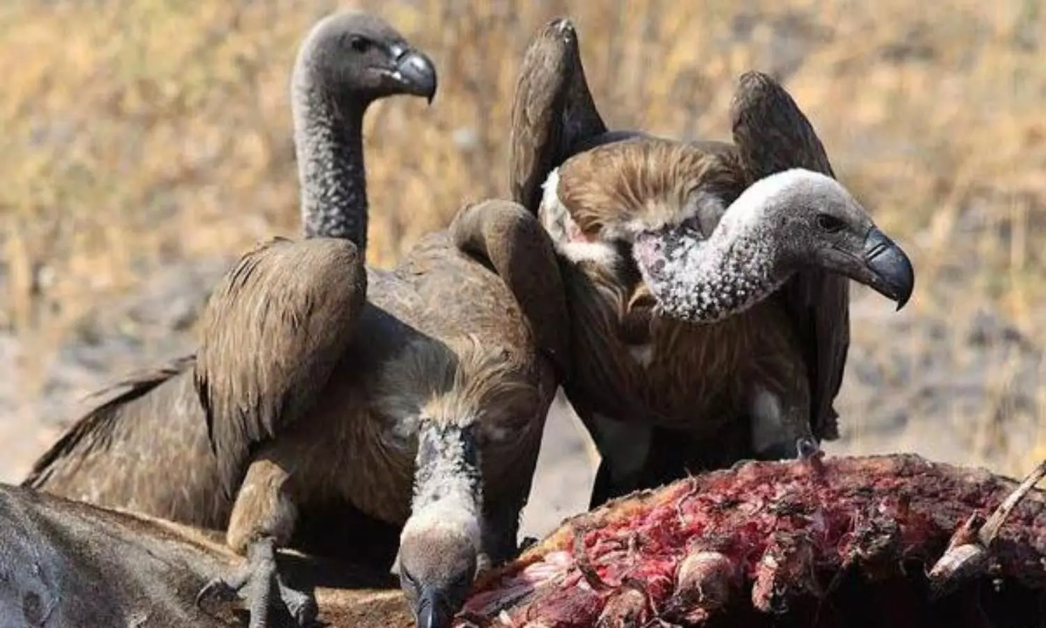 Vulture decline in India linked to rise in human deaths and economic losses